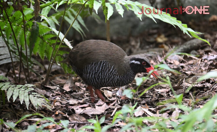 沖縄 観光| ヤンバルクイナ生態展示学習施設 クイナの森 米・大リーグ ロサンゼルスドジャースの大谷翔平選手や2023WBC日本代表監督の栗山英樹さんも訪れた-Journal-ONE撮影