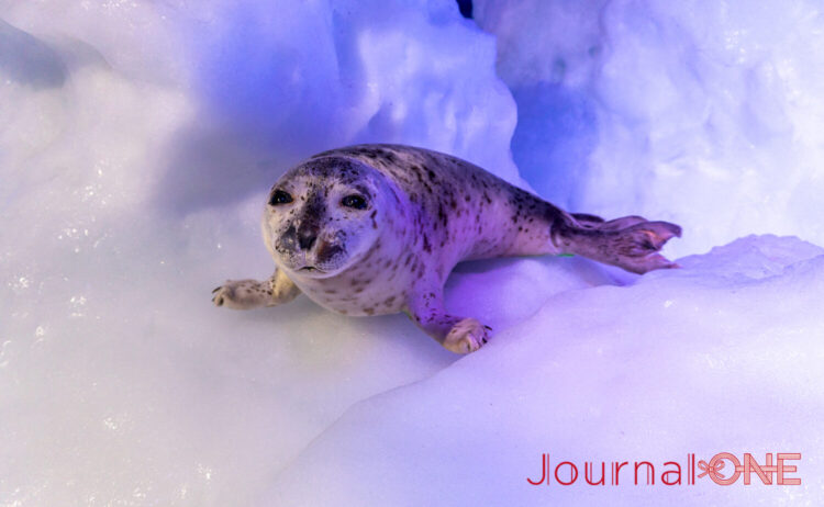 JournalｰONE | 観光スポット オホーツク流氷館（北海道網走市）-JournalｰONE撮影