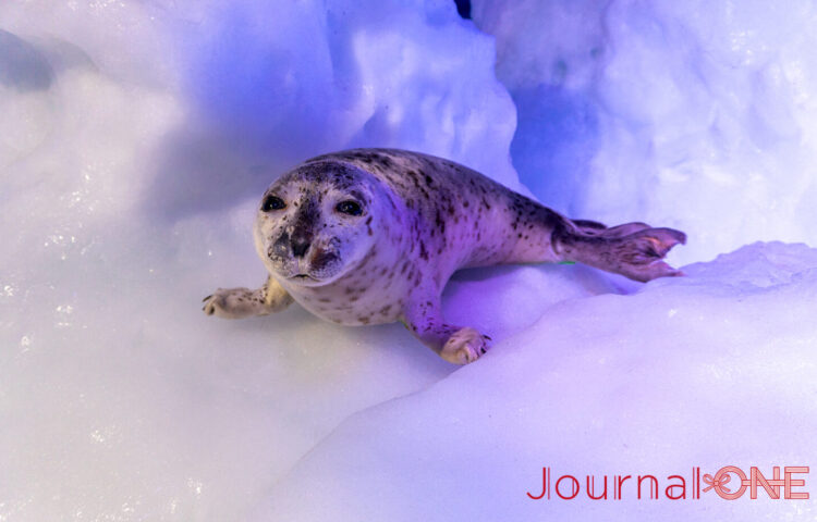 JournalｰONE | 観光スポット オホーツク流氷館（北海道網走市）-JournalｰONE撮影