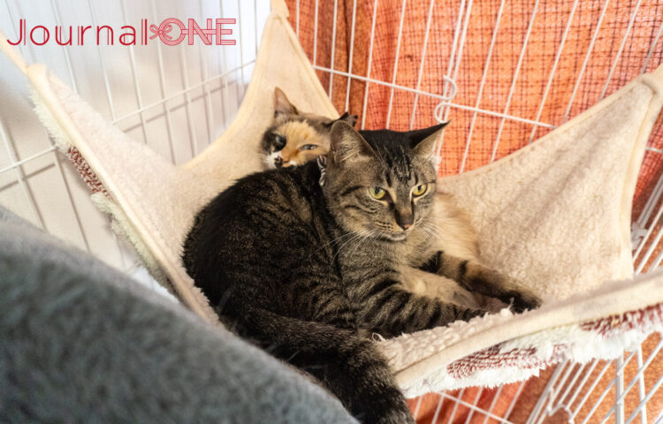 保護猫ハウスろくねこの保護猫ばたことちーず‐Journal-ONE撮影
