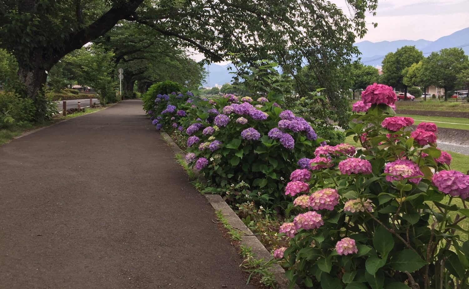 道沿いの紫陽花は見ごろ-平床大輔撮影