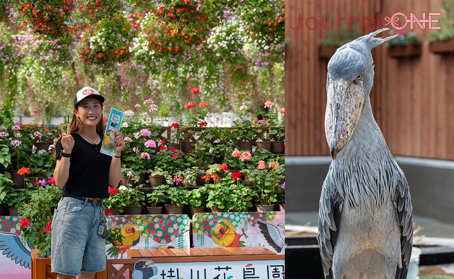 Journal-ONE編集部選定 2026年春休み旅行のおすすめスポット(掛川花鳥園でハシビロコウと触れ合う、2026年春休み旅行のおすすめ体験シーン)