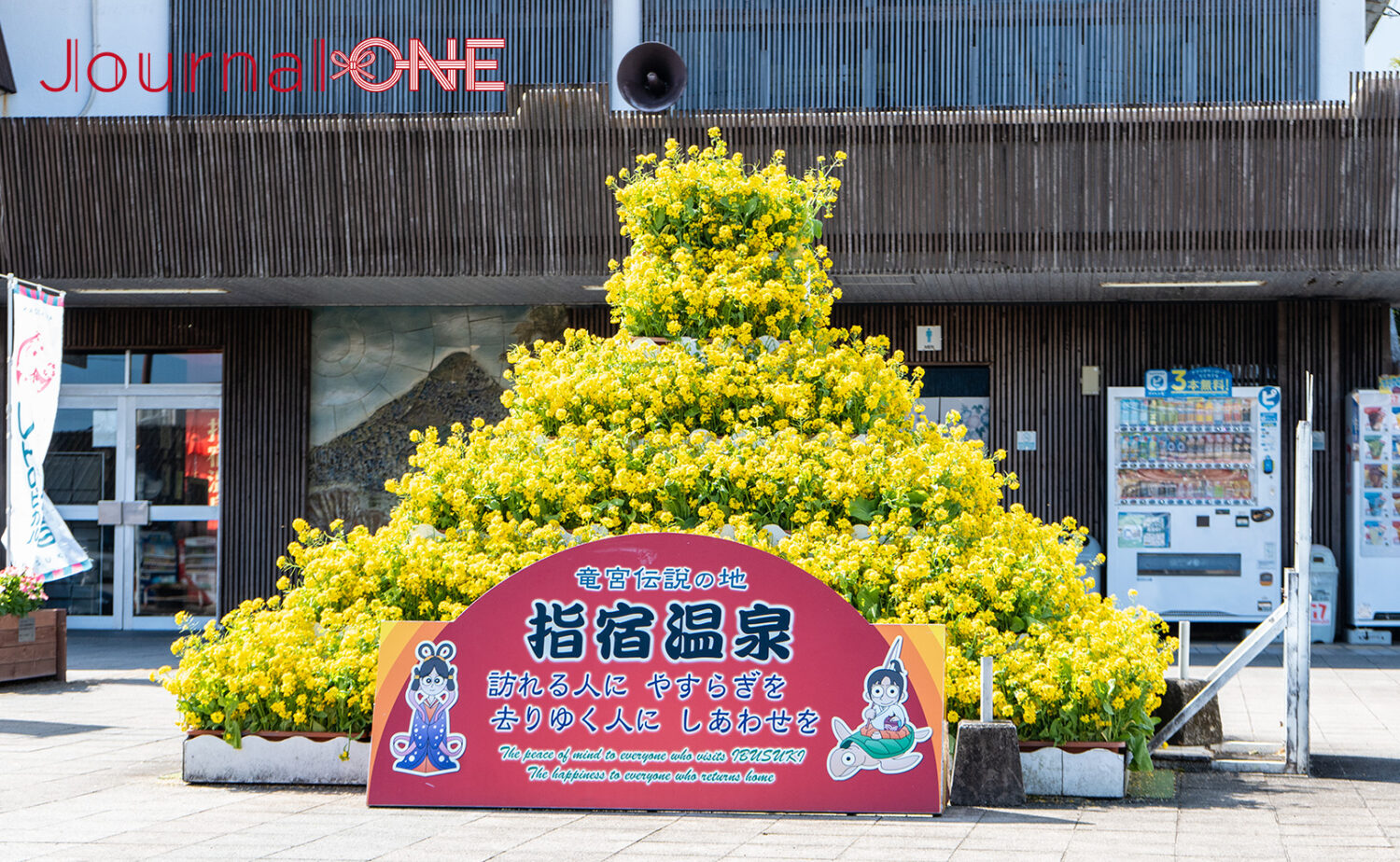 指宿では2月に菜の花も咲き乱れる‐Journal-ONE撮影