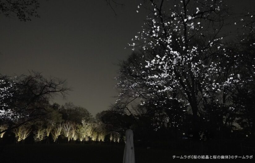 漆黒の夜の静寂（しじま）の中、チームラボの光の制御によって幽玄に浮かび上がる桜の木々と、その圧倒的な光景を前に佇む人物の背中。夜の重く湿った空気感の中で、白く結晶化したような桜の輝きが、鑑賞者の存在を包み込むように広がっている。昼間の植物園とは一線を画す、官能的でミステリアスな「夜の野生」とデジタルの光が交差する、一期一会の幻想的な一場面を捉えたビジュアル。