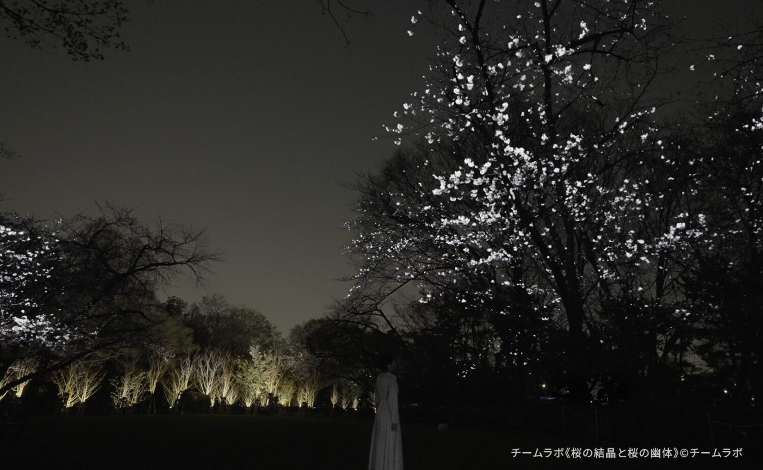 漆黒の夜の静寂（しじま）の中、チームラボの光の制御によって幽玄に浮かび上がる桜の木々と、その圧倒的な光景を前に佇む人物の背中。夜の重く湿った空気感の中で、白く結晶化したような桜の輝きが、鑑賞者の存在を包み込むように広がっている。昼間の植物園とは一線を画す、官能的でミステリアスな「夜の野生」とデジタルの光が交差する、一期一会の幻想的な一場面を捉えたビジュアル。