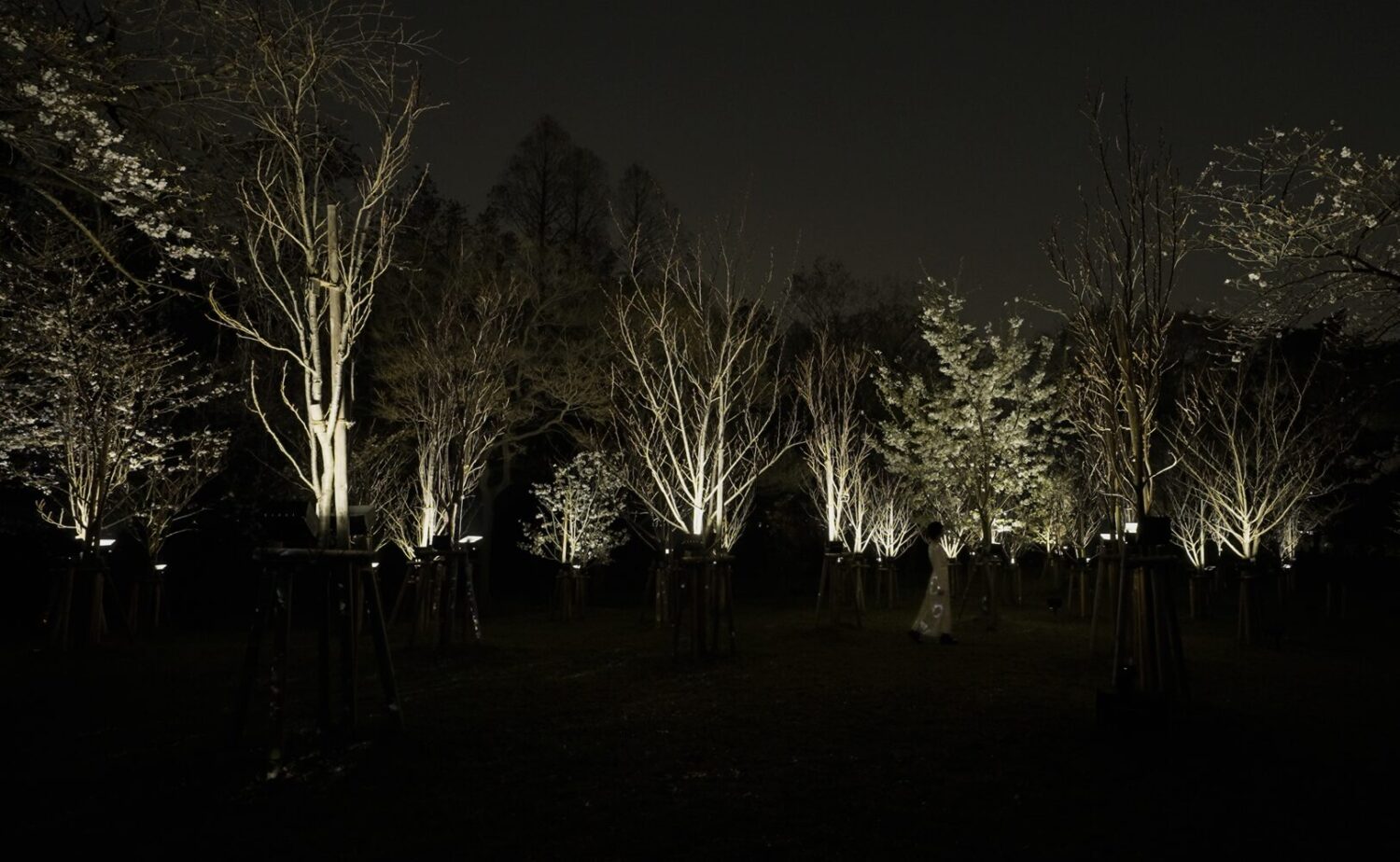漆黒の夜の静寂(しじま)の中、チームラボの光の制御によって幽玄に浮かび上がる桜の木々と、その圧倒的な光景を前に佇む人物の背中。夜の重く湿った空気感の中で、白く結晶化したような桜の輝きが、鑑賞者の存在を包み込むように広がっている。昼間の植物園とは一線を画す、官能的でミステリアスな「夜の野生」とデジタルの光が交差する、一期一会の幻想的な一場面を捉えたビジュアル。