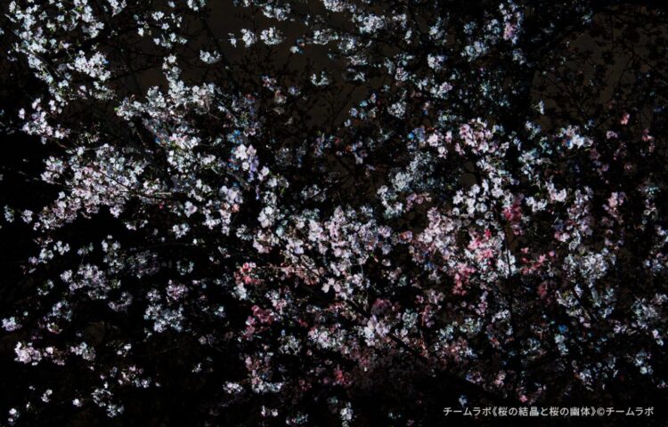 深い夜の帳（とばり）に包まれた長居植物園の桜の木。チームラボの作品により、剥き出しになった自然の「骨格（枝ぶり）」が、瑞々しい光のパレットによって浮かび上がっている。赤と緑の光が木々の生命力を情緒的に表現しており、これらの光は自律的に、そして周囲の木々と呼応しながら絶え間なく移ろい続け、森全体が呼吸しているような幻想的な景色を描き出している。