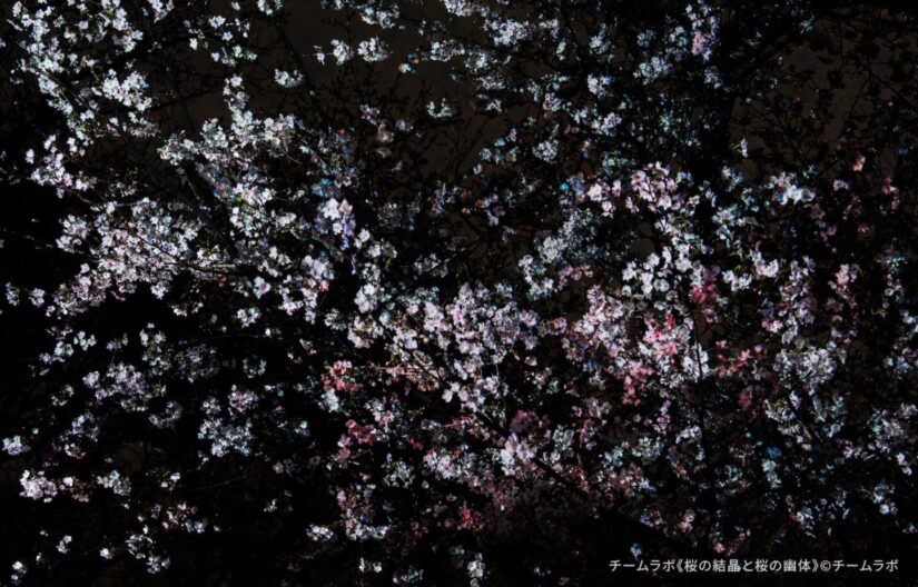 深い夜の帳(とばり)に包まれた長居植物園の桜の木。チームラボの作品により、剥き出しになった自然の「骨格(枝ぶり)」が、瑞々しい光のパレットによって浮かび上がっている。赤と緑の光が木々の生命力を情緒的に表現しており、これらの光は自律的に、そして周囲の木々と呼応しながら絶え間なく移ろい続け、森全体が呼吸しているような幻想的な景色を描き出している。