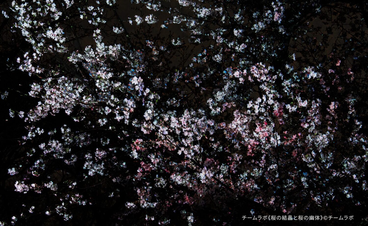 深い夜の帳（とばり）に包まれた長居植物園の桜の木。チームラボの作品により、剥き出しになった自然の「骨格（枝ぶり）」が、瑞々しい光のパレットによって浮かび上がっている。赤と緑の光が木々の生命力を情緒的に表現しており、これらの光は自律的に、そして周囲の木々と呼応しながら絶え間なく移ろい続け、森全体が呼吸しているような幻想的な景色を描き出している。