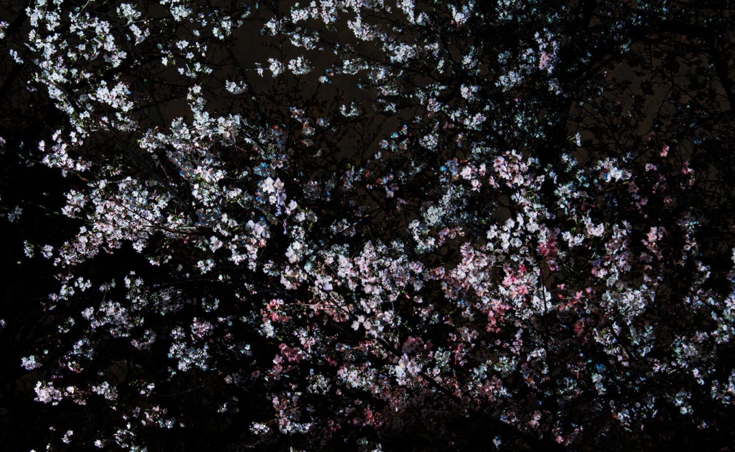 深い夜の帳（とばり）に包まれた長居植物園の桜の木。チームラボの作品により、剥き出しになった自然の「骨格（枝ぶり）」が、瑞々しい光のパレットによって浮かび上がっている。赤と緑の光が木々の生命力を情緒的に表現しており、これらの光は自律的に、そして周囲の木々と呼応しながら絶え間なく移ろい続け、森全体が呼吸しているような幻想的な景色を描き出している。