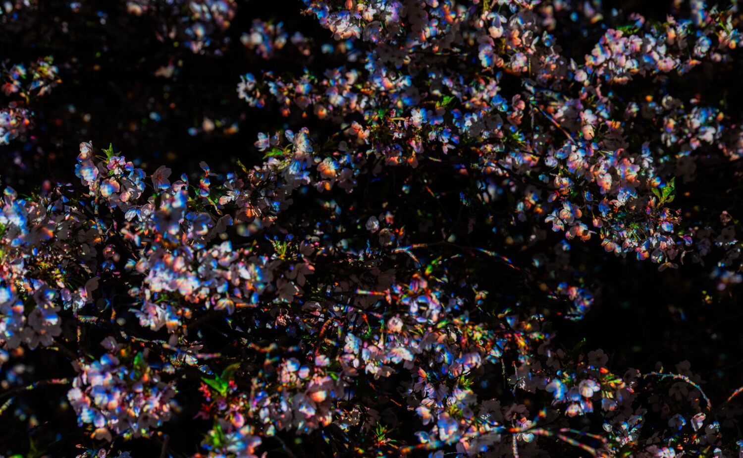 夜の深い闇を背景に、チームラボの精密な光の制御によって、まるで無数の宝石が散りばめられたかのように輝く桜の花々。最短10分単位の微調整を経て辿り着いたその光は、単なる白を超え、ピンク、青、黄、緑といったプリズムのような色彩を帯びて結晶化している。自然の造形美とテクノロジーの執念が、一期一会の「現象」として最高潮に達した瞬間を、極めて高い密度で描き出した幻想的なビジュアル。夜の長居植物園、チームラボ ボタニカルガーデン 大阪