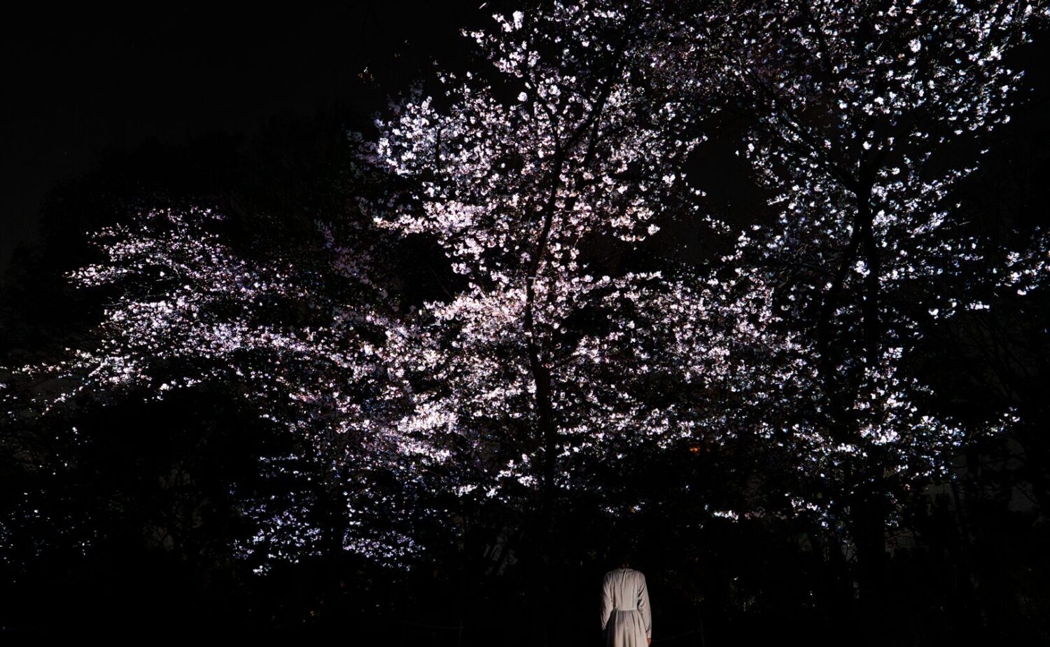 漆黒の闇の中に、チームラボの精密な光の制御によって、まるで霧か雲のように幽玄に浮かび上がる桜の木々。一本一本の枝ぶりや花びらが、白く、そして結晶化したような密度で輝き、現実離れした「幽体」のような存在感を放っている。画面下部には、その圧倒的な光景を前に、静かに佇む人物の後ろ姿が配され、自然の造形美とデジタルの光が融合した一期一会の深淵な世界観を、静謐な没入感と共に伝えている。夜の長居植物園、チームラボ ボタニカルガーデン 大阪