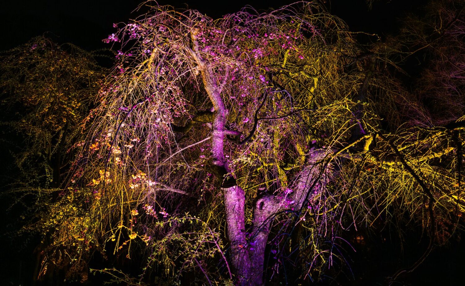 深い夜の闇に浮かび上がる、チームラボのインタラクティブ・インスタレーション『呼応する木々 - しだれ桜』を捉えた写真。画面中央の太い幹から複雑に、そして有機的に広がり、下に垂れ下がる無数の枝（しだれ桜の骨格）が、鮮やかなマゼンタピンクと温かみのあるゴールド（黄）の光によって精緻に、そして知性的に照らし出されている。自然本来の造形美とデジタルの光が融合し、まるで森全体が光の呼吸をしているような、神秘的で洗練された夜の景色。