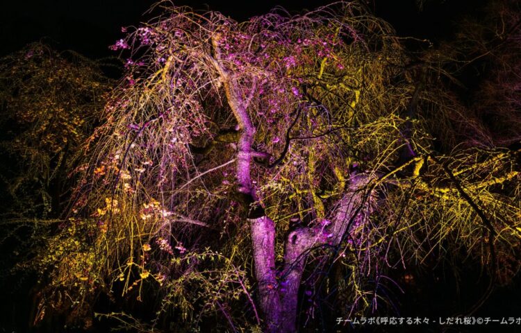 チームラボ ボタニカルガーデン 大阪の《呼応する木々 - しだれ桜》。夜の長居植物園で紫と黄色の光に照らされたしだれ桜の幻想的な姿。まだ花が咲く前の冬枯れの枝ぶりが美しく浮かび上がるアートインスタレーション
