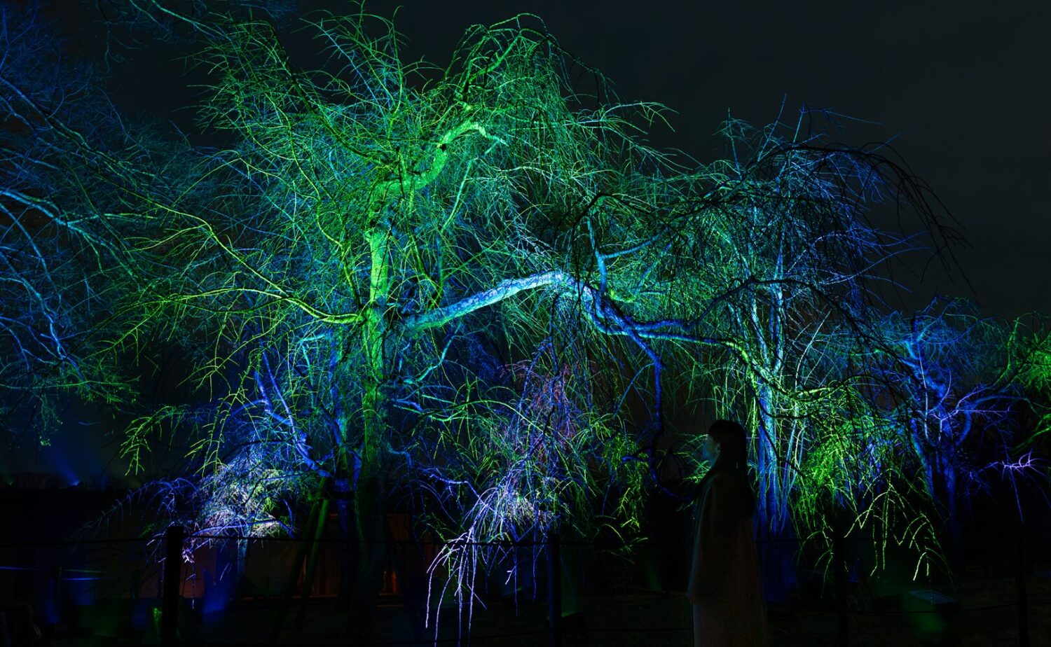 チームラボ ボタニカルガーデン 大阪 夜のしだれ桜《呼応する木々 - しだれ桜》。ピンクと紫の光が美しい花びらを照らす枝垂れ桜のアップ 長居植物園のライトアート