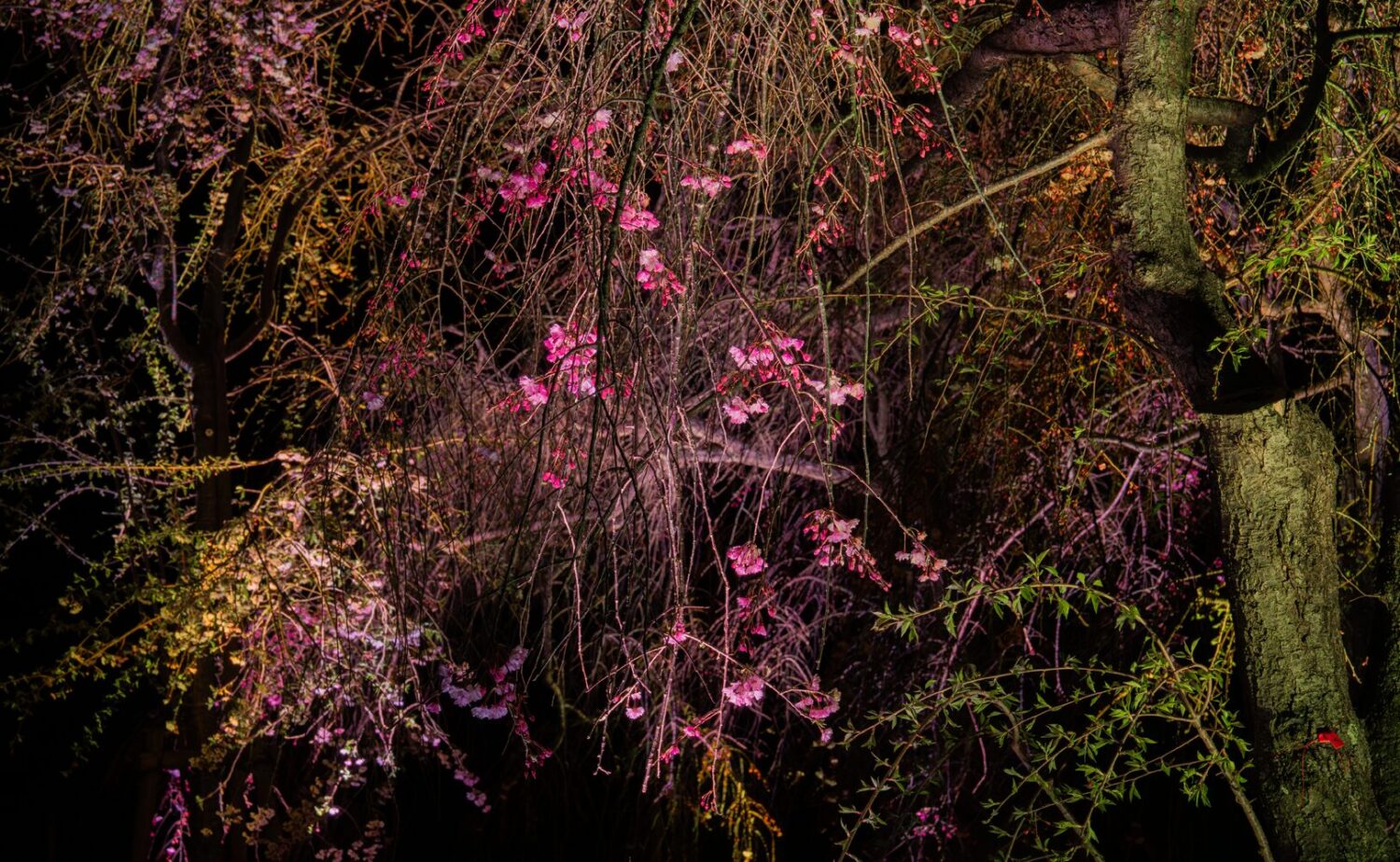 チームラボ ボタニカルガーデン 大阪 夜の《呼応する木々 - しだれ桜》。鮮やかな緑と青の光が枝全体を包み込むしだれ桜のライトアート シルエットの人が見上げる幻想的な光景 長居植物園