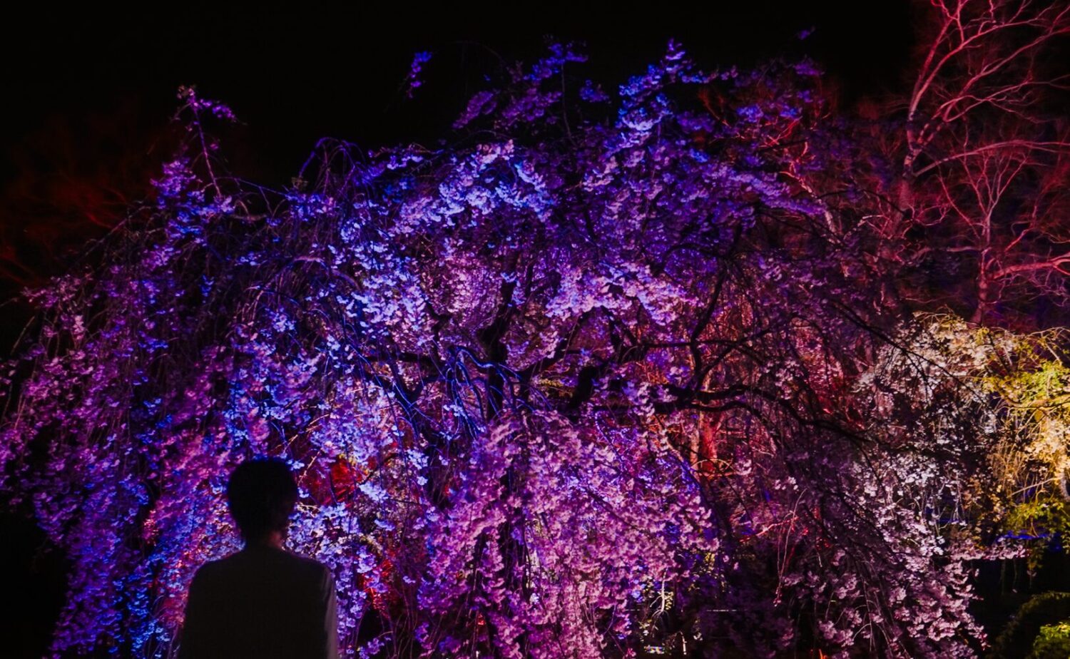 チームラボ ボタニカルガーデン 大阪 夜のしだれ桜《呼応する木々 - しだれ桜》。紫・青・ピンクの美しい光に照らされた満開の枝垂れ桜をシルエットの人が眺める幻想的なアート作品 長居植物園