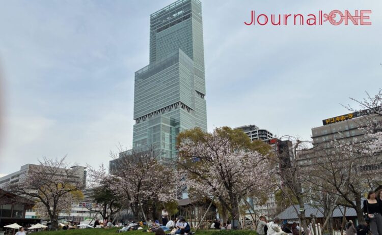 天王寺公園「てんしば」の芝生広場越しにそびえ立つ、日本一の高層ビル「あべのハルカス」。春の昼下がり、芝生の上でレジャーシートを広げてくつろぐ来園者たちの様子。