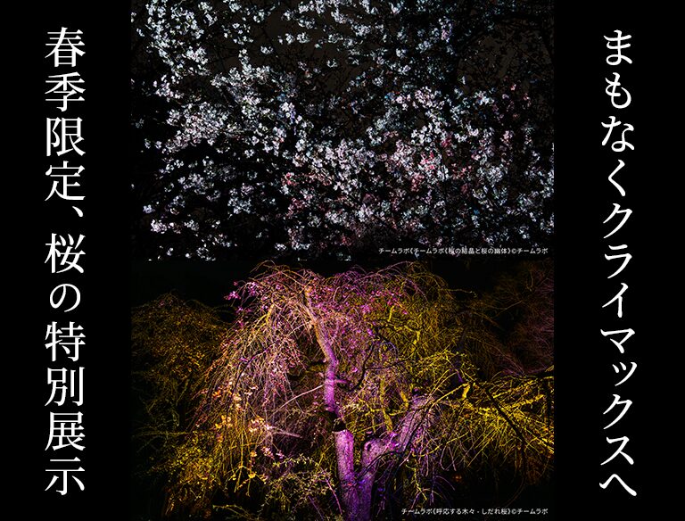 春季限定、桜の特別展示まもなくクライマックスへ—— チームラボボタニカルガーデン 大阪 特別取材 ——
