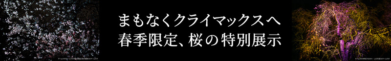 春季限定、桜の特別展示まもなくクライマックスへ。チームラボ ボタニカルガーデン 大阪の春の展示情報ページをチェック！