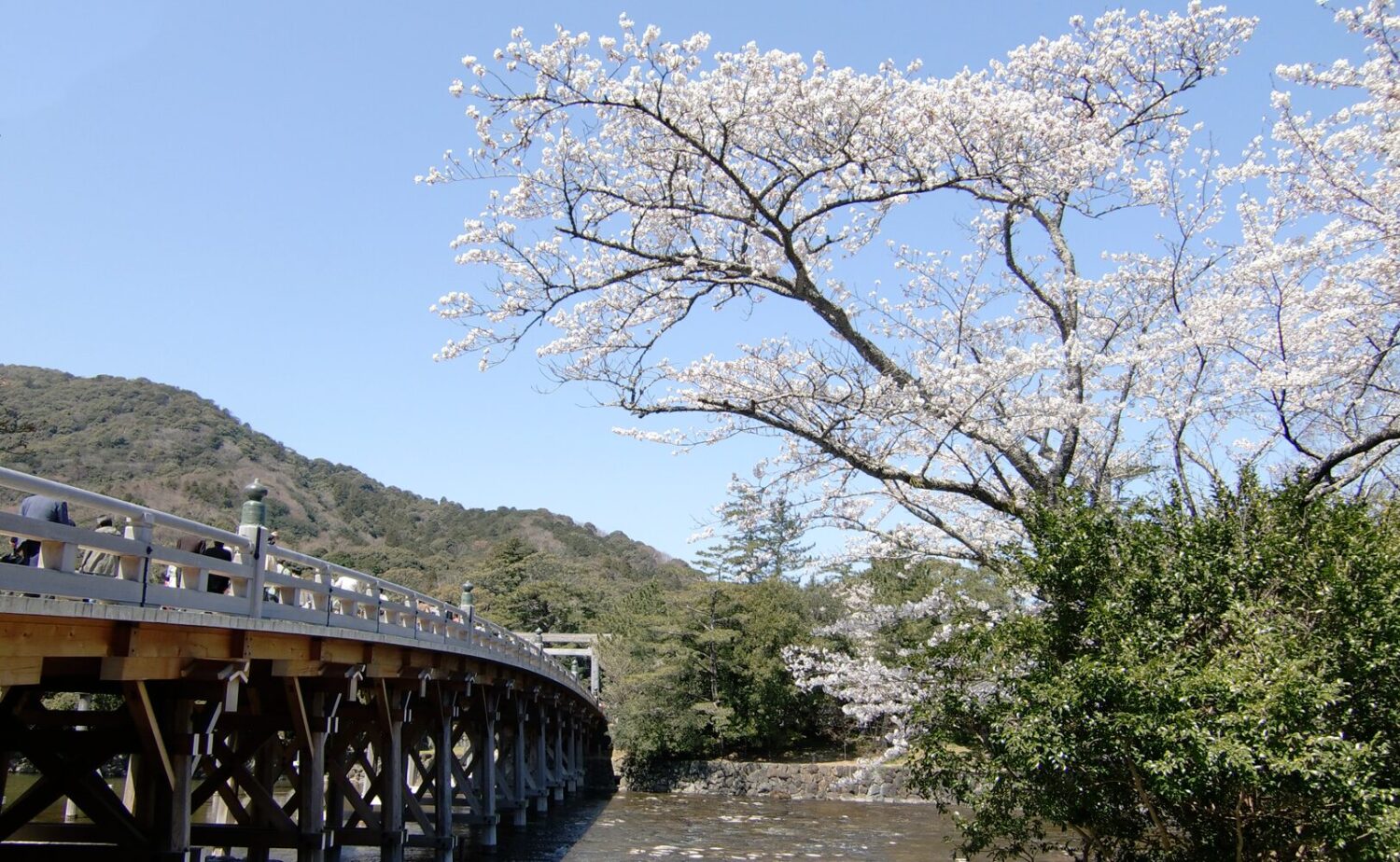 二見興玉神社 日帰り参拝の後に訪れたい、春の伊勢神宮 内宮の宇治橋と五十鈴川沿いに咲く満開の桜。
