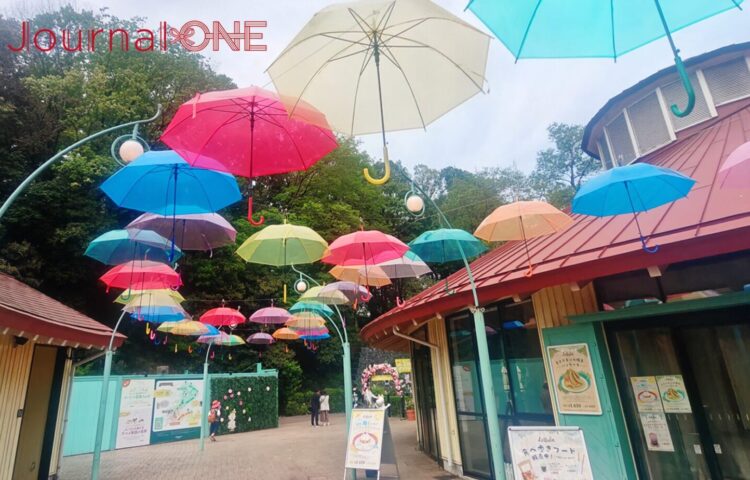 ムーミンバレーパークの「はじまりの入り江」にあるパンケーキレストラン「Lettula（レットゥラ）」周辺。空を埋め尽くすように、赤、青、黄色など色とりどりの傘が吊り下げられたアンブレラスカイの風景。