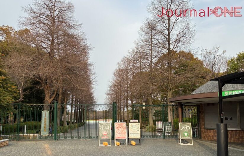 大阪市立長居植物園の正門。左右に高くそびえる落葉樹の並木が、空に向かって真っ直ぐに伸び、幾何学的な「自然の骨格」を形作っている。門の前には「入口」「出口」を示す案内看板が整然と並び、その奥へと続く一本道が、夜のデジタルアート展示への期待感を高めている。静謐で秩序ある、昼下がりの庭園の入り口。