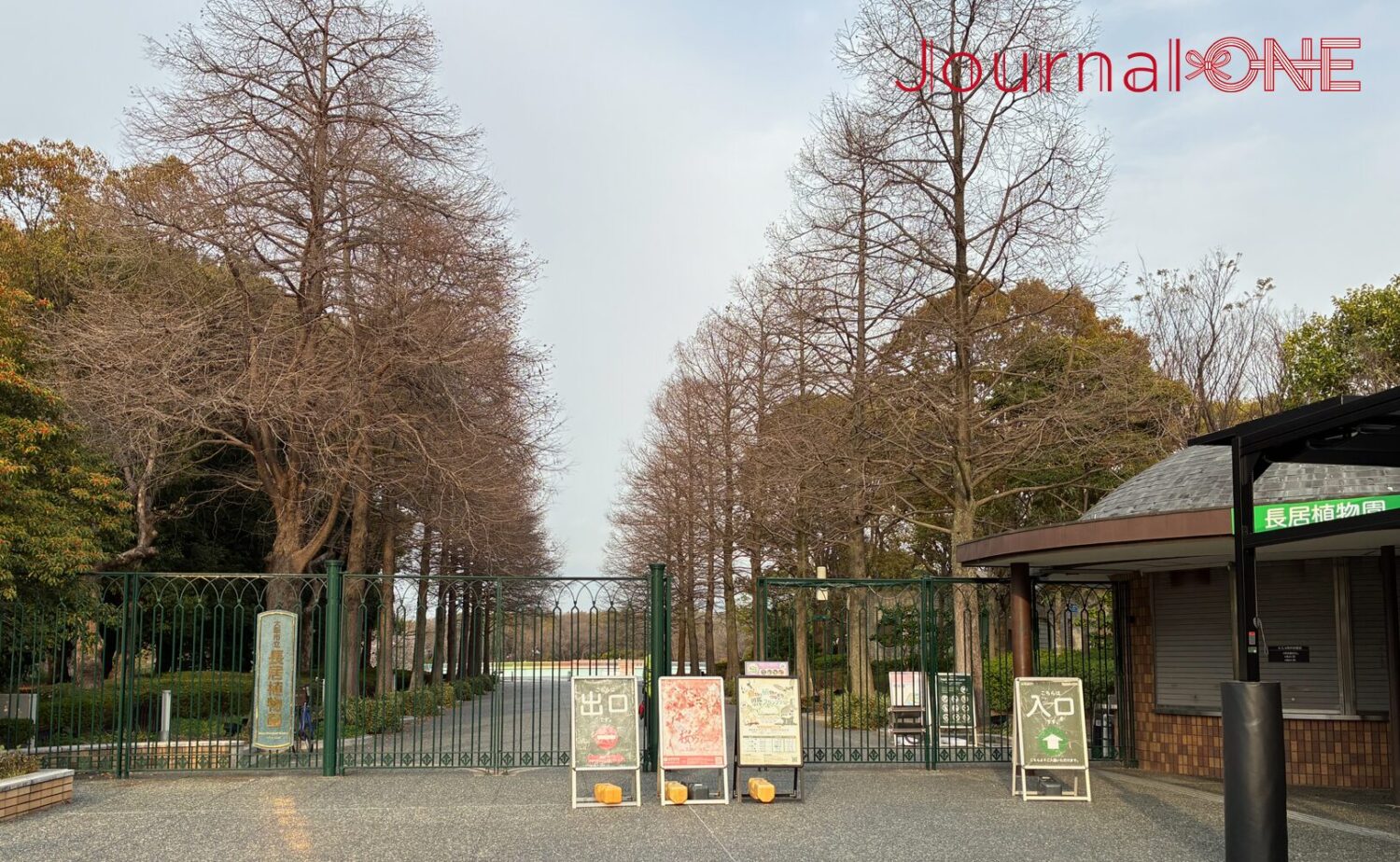 大阪市立長居植物園の正門。左右に高くそびえる落葉樹の並木が、空に向かって真っ直ぐに伸び、幾何学的な「自然の骨格」を形作っている。門の前には「入口」「出口」を示す案内看板が整然と並び、その奥へと続く一本道が、夜のデジタルアート展示への期待感を高めている。静謐で秩序ある、昼下がりの庭園の入り口。