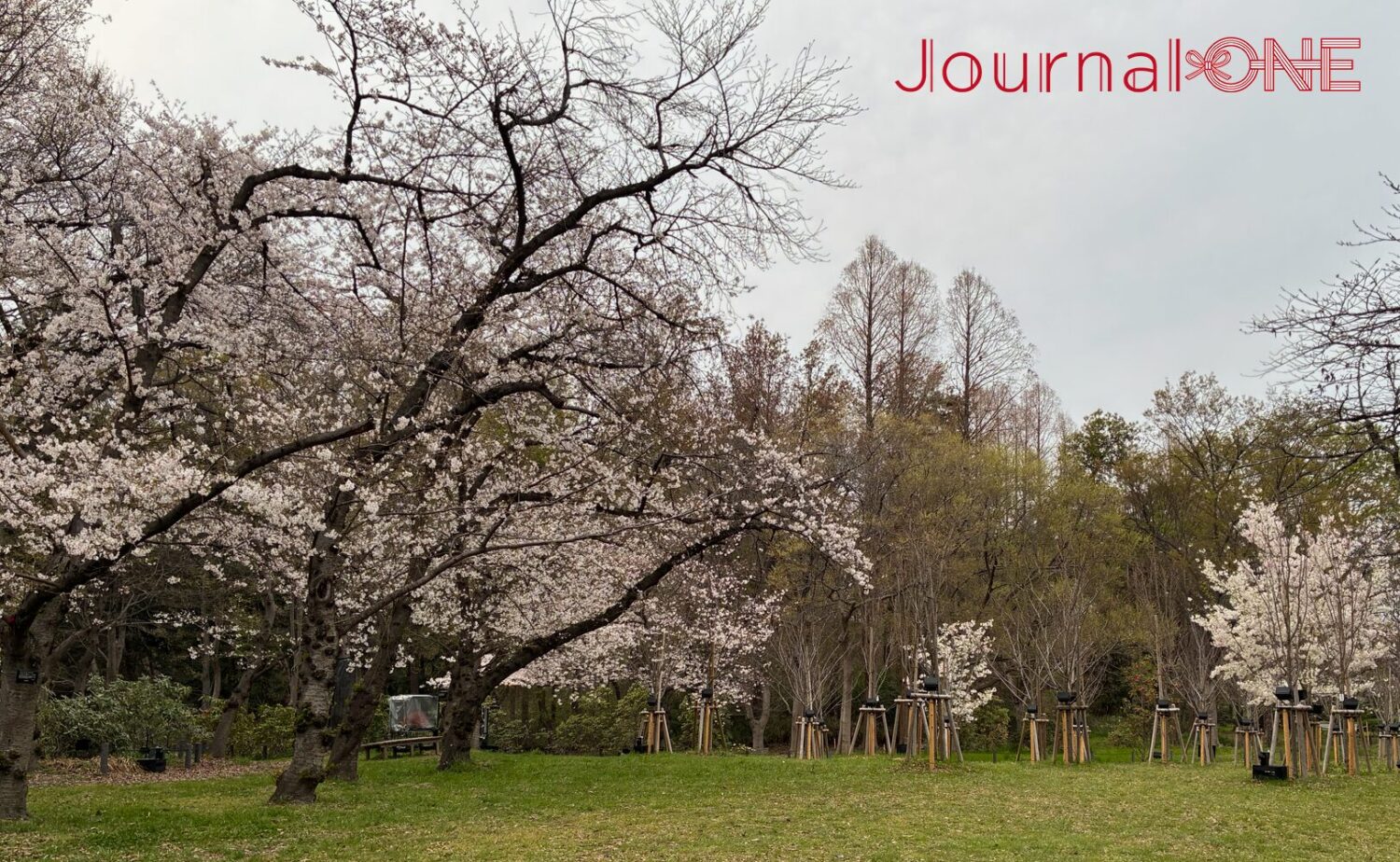 大阪・長居植物園の春の風景。手前には大きく枝を広げた満開の桜の木が立ち並び、淡いピンクの花びらが曇り空の下で優しく色づいている。背後には、若葉を蓄え始めた広葉樹やメタセコイアが重なり、足元には瑞々しい芝生が広がる。夜のデジタルアート展示の舞台となる前の、静かで豊かな自然の奥行きを感じさせる描写。