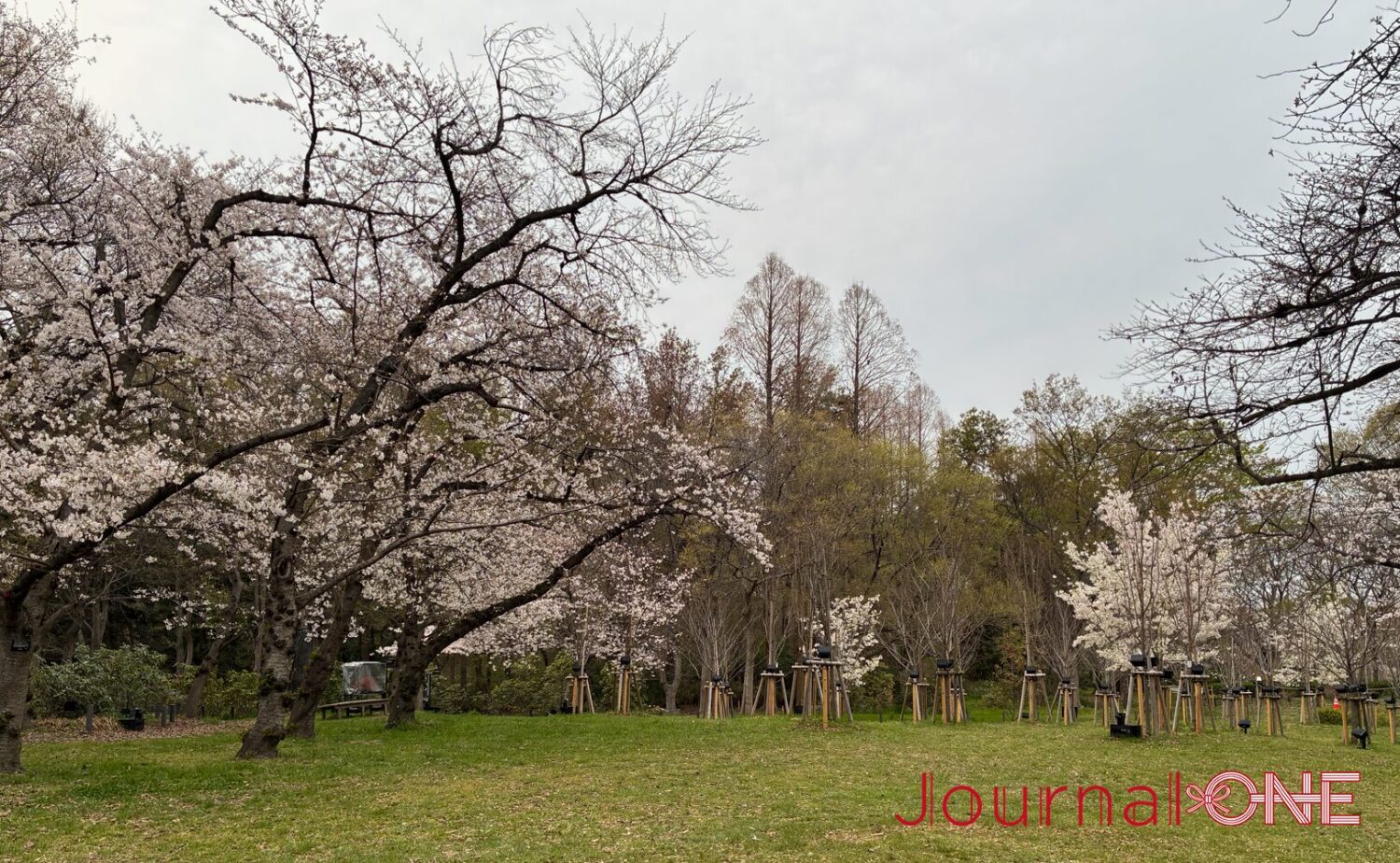 春の柔らかな陽光が降り注ぐ、昼間の長居植物園の風景。手前には見事な枝ぶりのソメイヨシノが淡い花を咲かせ、奥には丁寧に整備された芝生と、空に向かって真っ直ぐに伸びるラクウショウの木々が美しいコントラストを描いている。夜のデジタルアートを迎え入れるための「強固なキャンバス」となった。