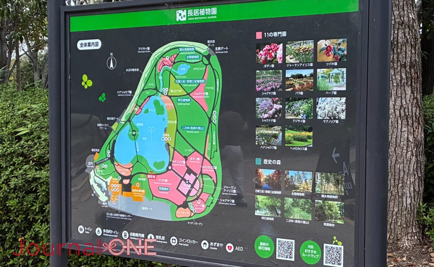 長居植物園の全体案内図。中央に大きな大池を配し、それを取り囲むようにバラ園、ツバキ園、アジサイ園などの「11の専門園」や、メタセコイアが並ぶ「歴史の森」が色分けされて配置されている。各エリアの風景写真も添えられており、夜のチームラボ展示において、どの場所がどの作品の舞台となるのかを視覚的に把握できる園内マップの描写。