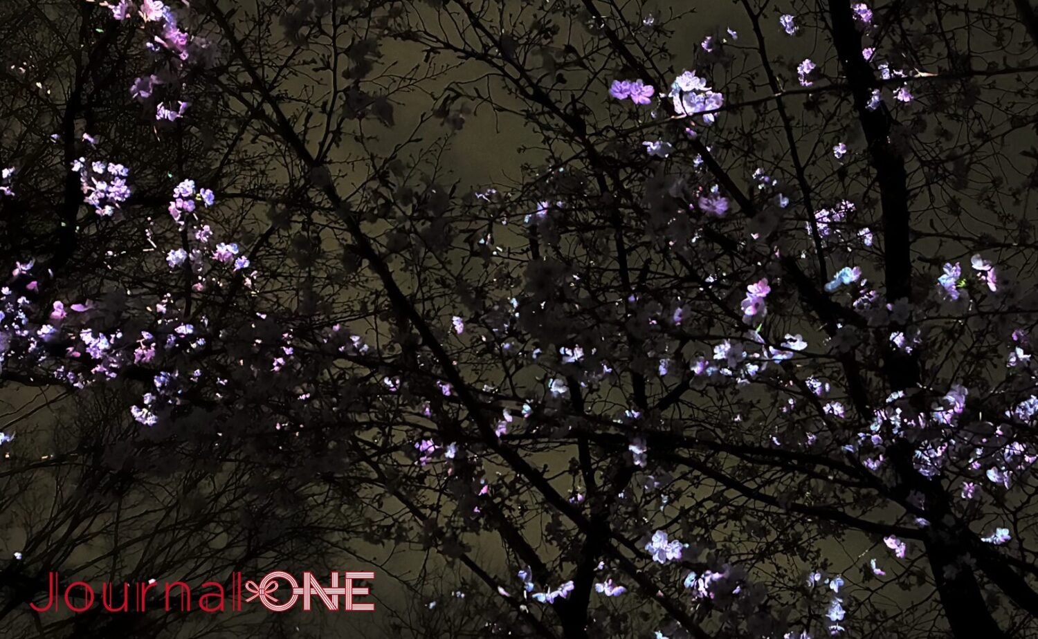 チームラボの作品『桜の結晶と桜の結晶と桜の幽体 / Crystals of Cherry Blossoms and Ethereal Cherry Blossoms』を捉えた夜の光景。深い闇の中に、桜の木々の枝ぶりや幹は存在感を消し、無数の青白い光の粒子で構成された花びらだけが、まるで結晶のように静かに、そして密度を持って輝いている。生命の純粋な存在だけが抽出された、神秘的で洗練された夜の風景。