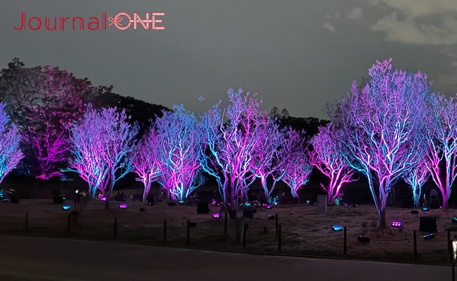 深い夜の闇に包まれた長居植物園の木々。チームラボの作品により、剥き出しになった自然の「骨格（枝ぶり）」が、瑞々しい光のパレットによって浮かび上がっている。紫と青の光が、静謐な宇宙のような知性を感じさせる。 これらの光は、人が触れたり、風に揺らいだりすることで自律的に、そして周囲の木々と呼応しながら絶え間なく移ろい続け、森全体が呼吸しているような幻想的な景色を描き出している。